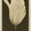 Tulips.