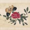 Black and tan butterfly with pink flower