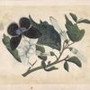 Black butterfly with white flowers