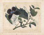 Black butterfly with white flowers