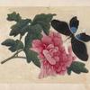 Black butterfly with pink flower