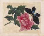 Black butterfly with pink flower