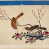 Birds of China. [Brown birds on branch and stone]