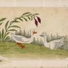 Birds of China. [Two white birds (ducks?)  on grass]