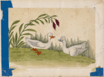 Birds of China. [Two white birds (ducks?)  on grass]