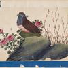 Birds of China. [Brown bird with blue face on stone]