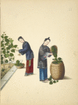 Two women collecting leaves from a mulberry[?] plant.]