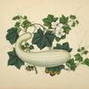 Large green striped gourd, white flowers