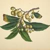 Branch with oblong fruit