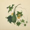 Small green ribbed gourd, yellow flowers