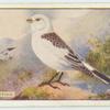 Snow Bunting.