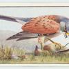 Kestrel.