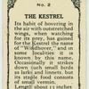 Kestrel.