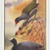 Coot and Moorhen.