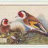 Goldfinch.