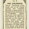 Goldfinch.