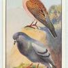 Turtle Dove and Rock Dove.