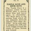 Turtle Dove and Rock Dove.
