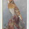 Missel Thrush.