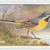 Grey Wagtail.