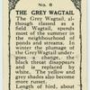Grey Wagtail.