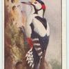 Greater Spotted Woodpecker.