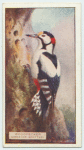 Greater Spotted Woodpecker.