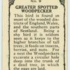 Greater Spotted Woodpecker.