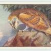 Barn Owl.