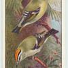 Gold Crest and Fire Crest.