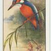 Kingfisher.