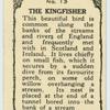 Kingfisher.
