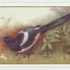 Magpie.