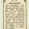 Magpie.