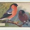 Bullfinch.