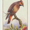 Waxwing.