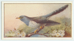 Cuckoo.