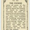 Cuckoo.