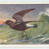 Storm Petrel.
