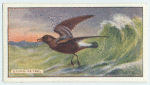 Storm Petrel.