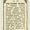 Storm Petrel.