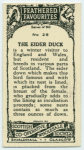 Eider Duck.