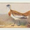 Great Bustard.