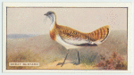Great Bustard.