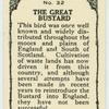 Great Bustard.