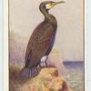 Cormorant.