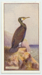 Cormorant.