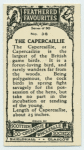 Capercaillie.