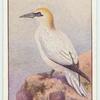 Gannet.