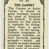 Gannet.